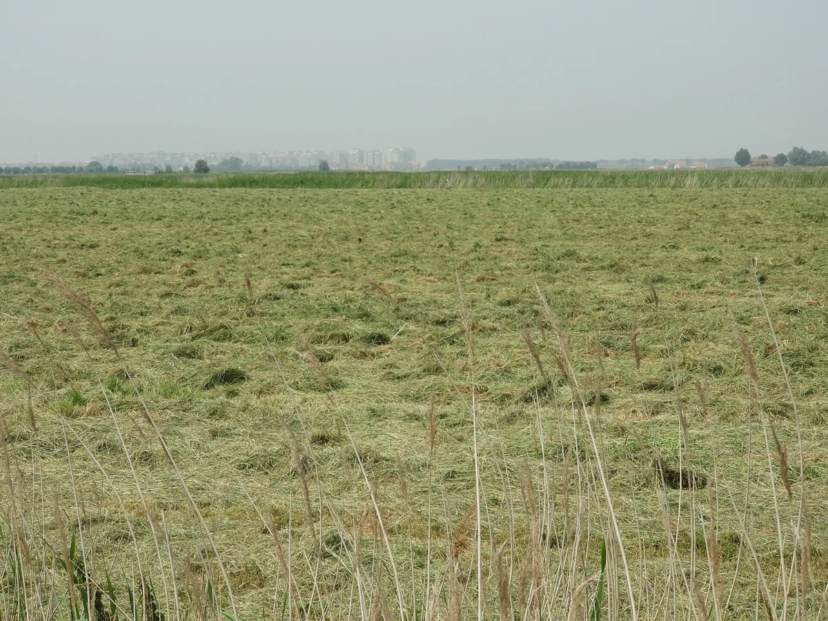 Heewisen a Schilf am Uitkerkse Polder bei Blankenberge