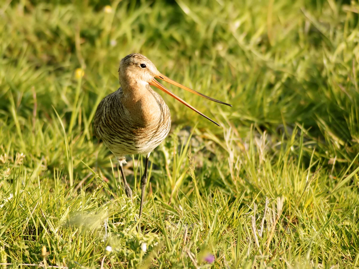 アイトケルクセ・ポルダーの草地で鳴く、長いくちばしと脚を持つオグロシギ
