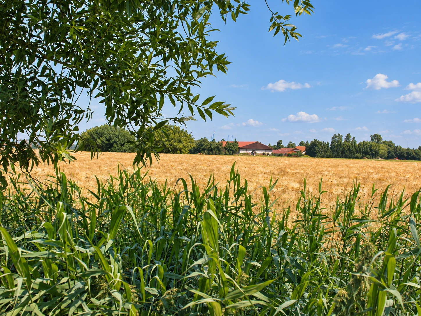 Vue vum Haus iwwer e Kornfeld ënner engem bloen Himmel