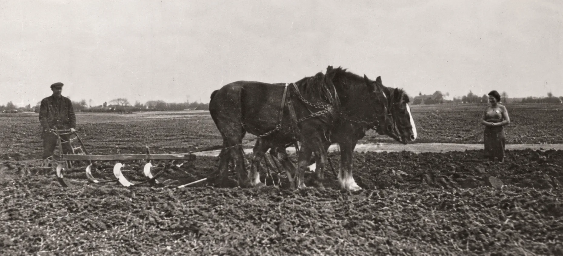 Désiré Hautekiet aan het werk met twee trekpaarden op het land, 1956