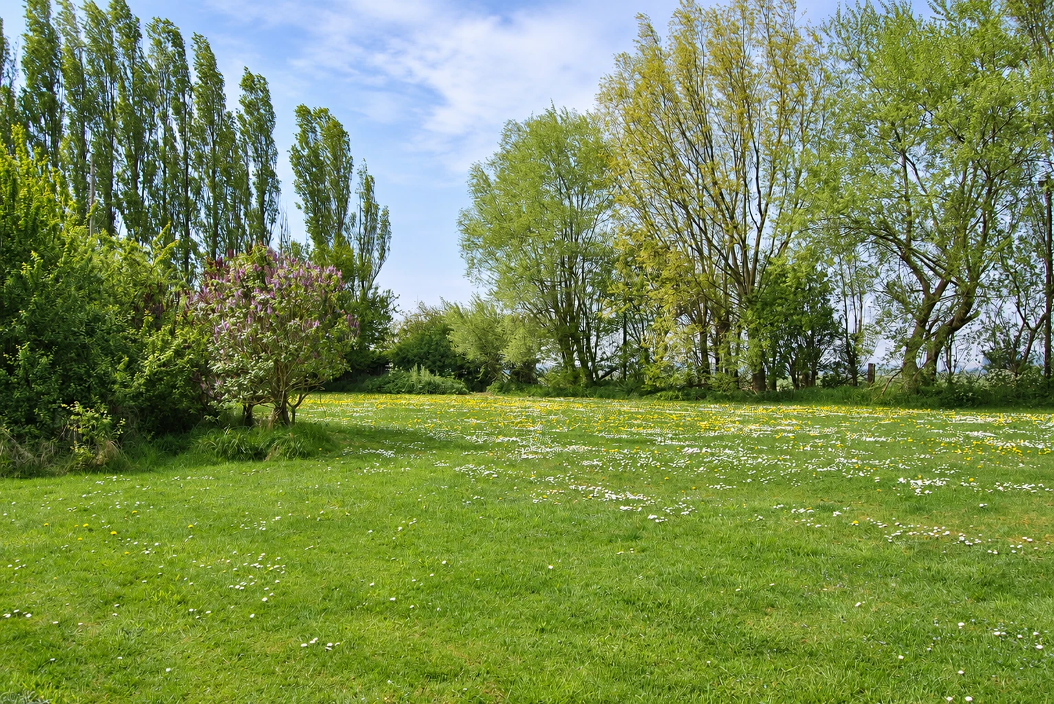 Wäiss a giel Blummen am Gras, ëmgi vun héije Beem