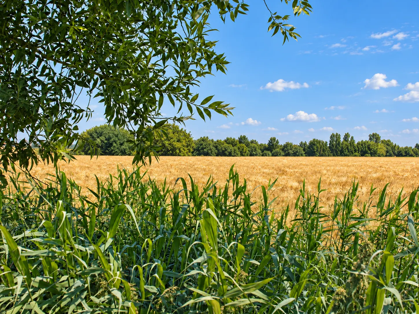View from the house across a grain field under a blue sky